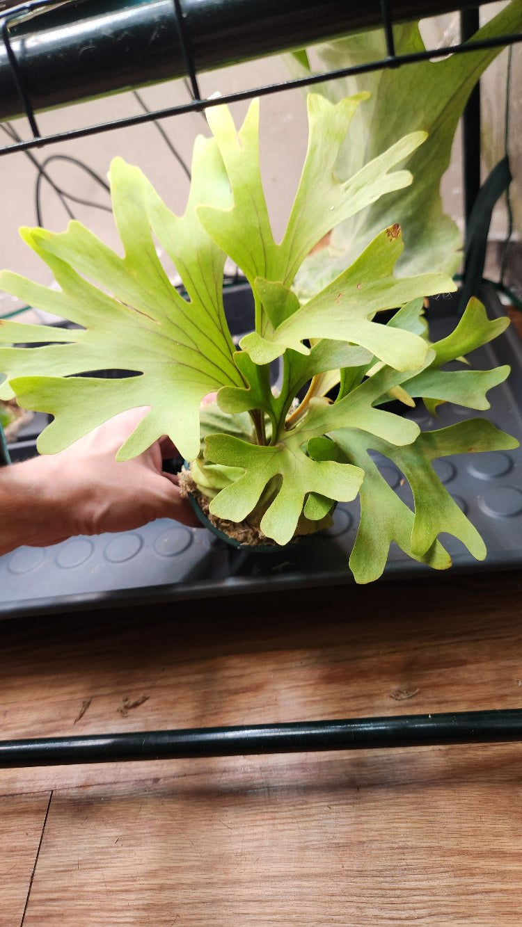 Platycerium willinckii 