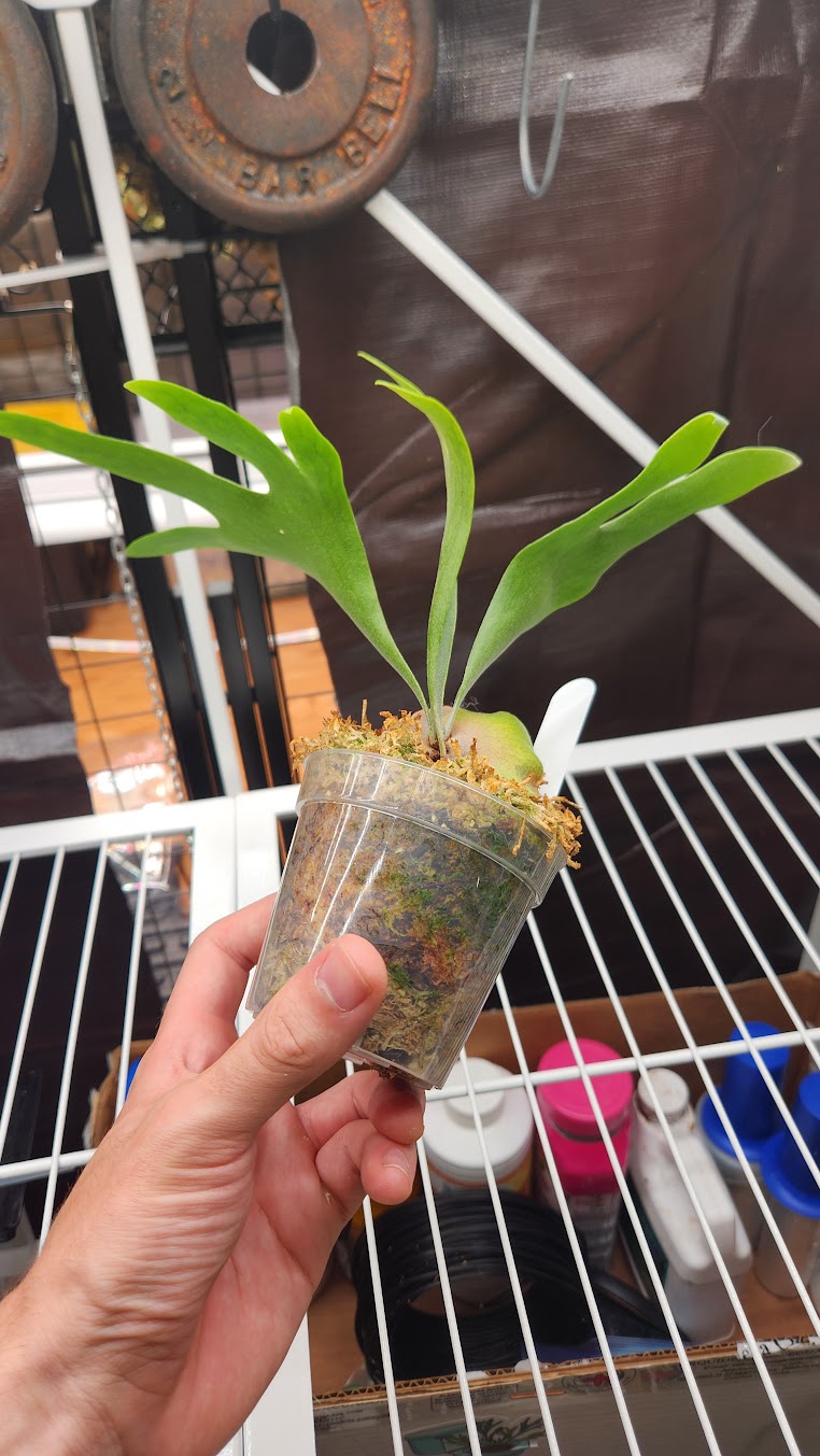 P. bifurcatum "Special Sporeling" PUP