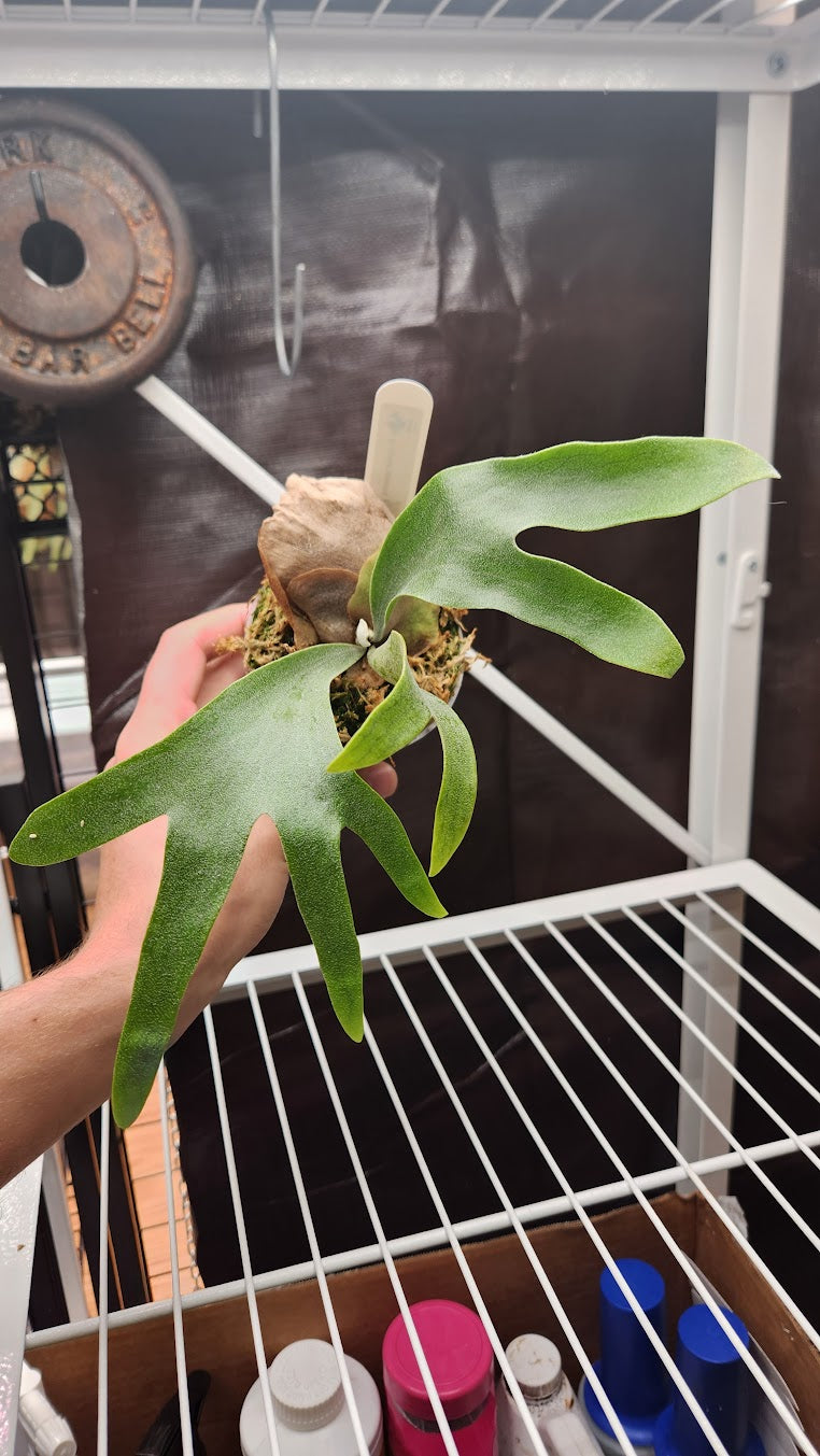 P. bifurcatum "Special Sporeling" PUP