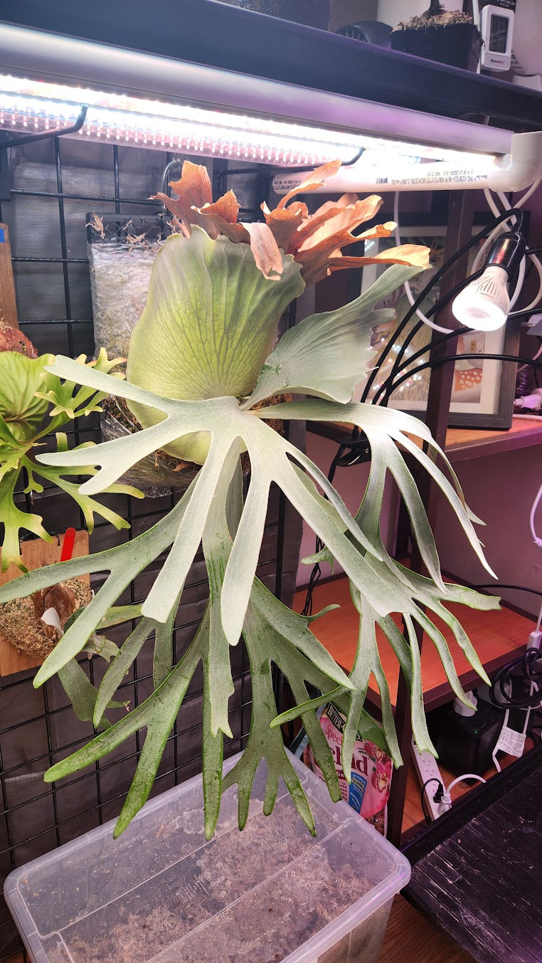 P. willinckii PUP