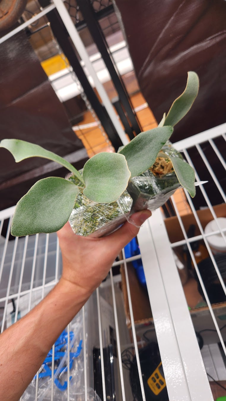 P. willinckii PUP