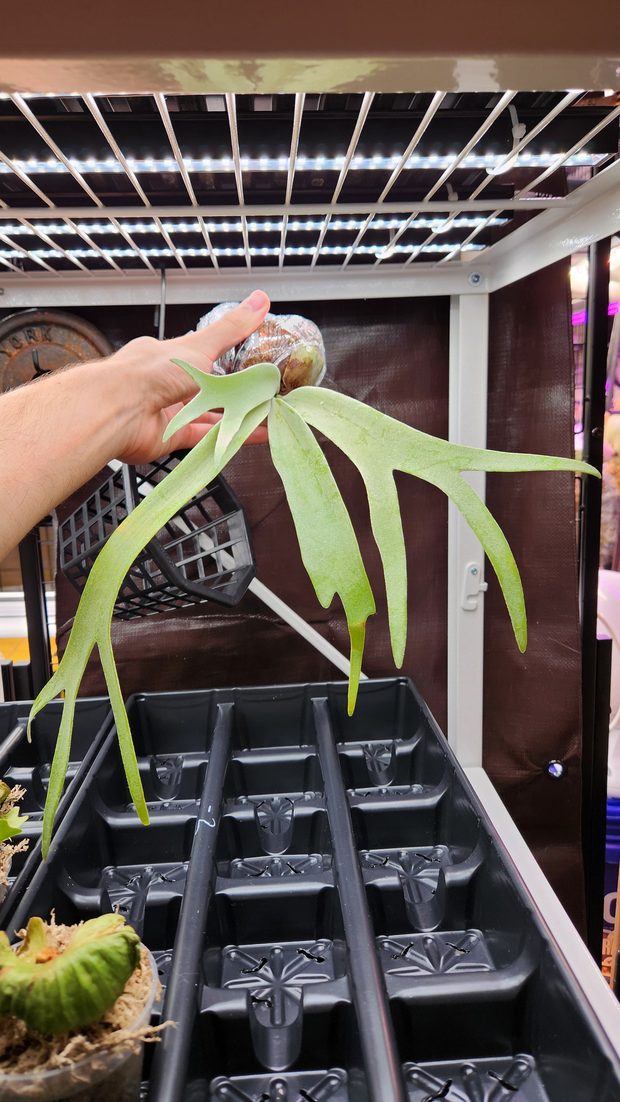 P. willinckii "Bali" PUP
