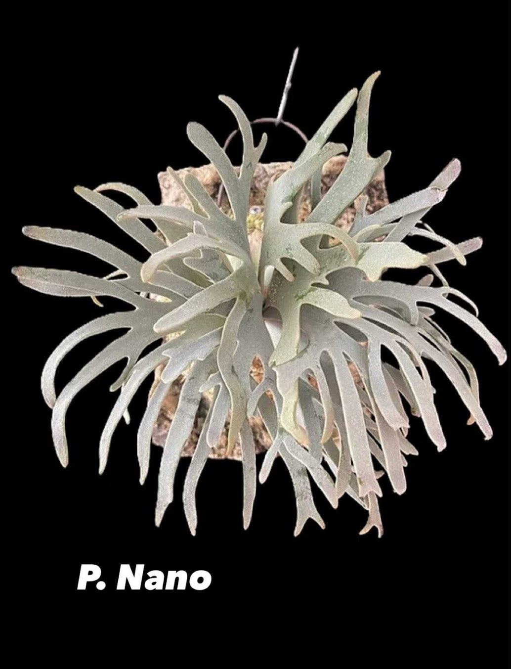 Platycerium willinckii "Nano" TC