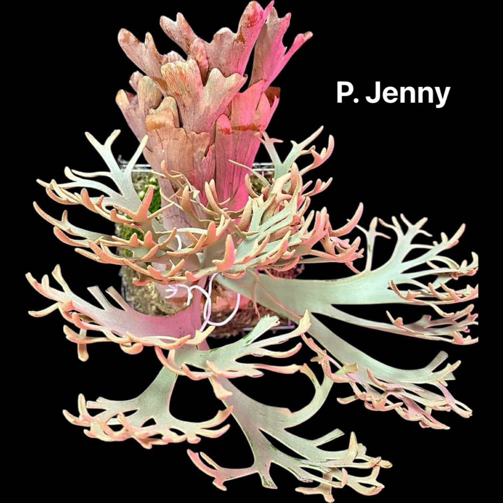 Platycerium willinckii "Jenny" TC
