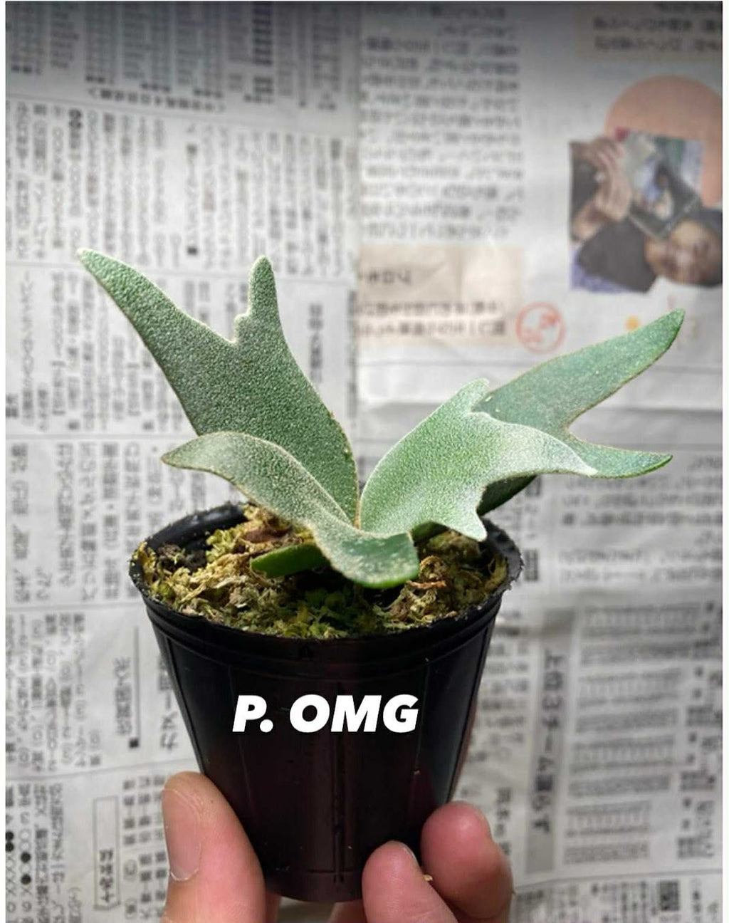 Platycerium willinckii "OMG" TC