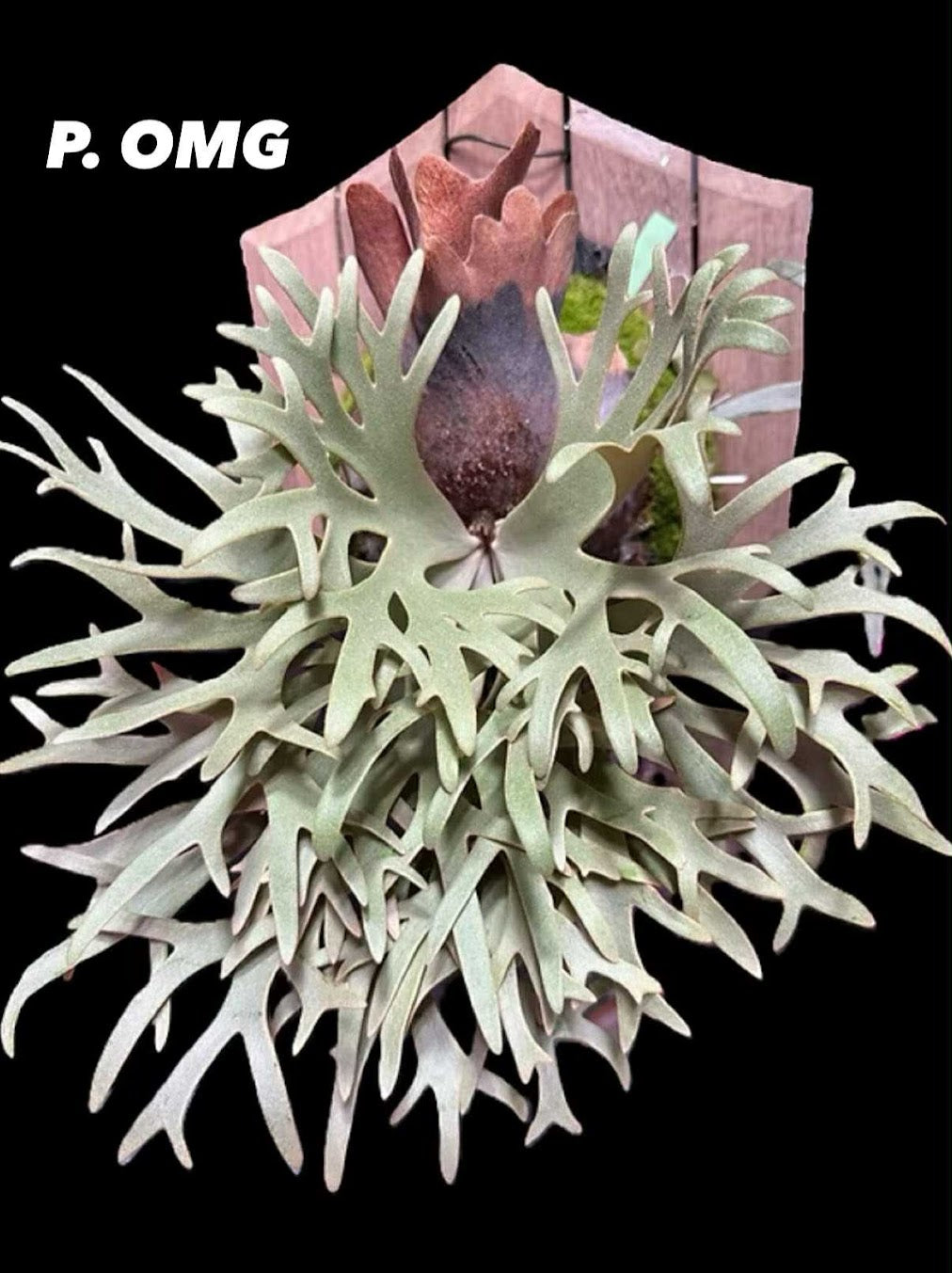 Platycerium willinckii "OMG" TC