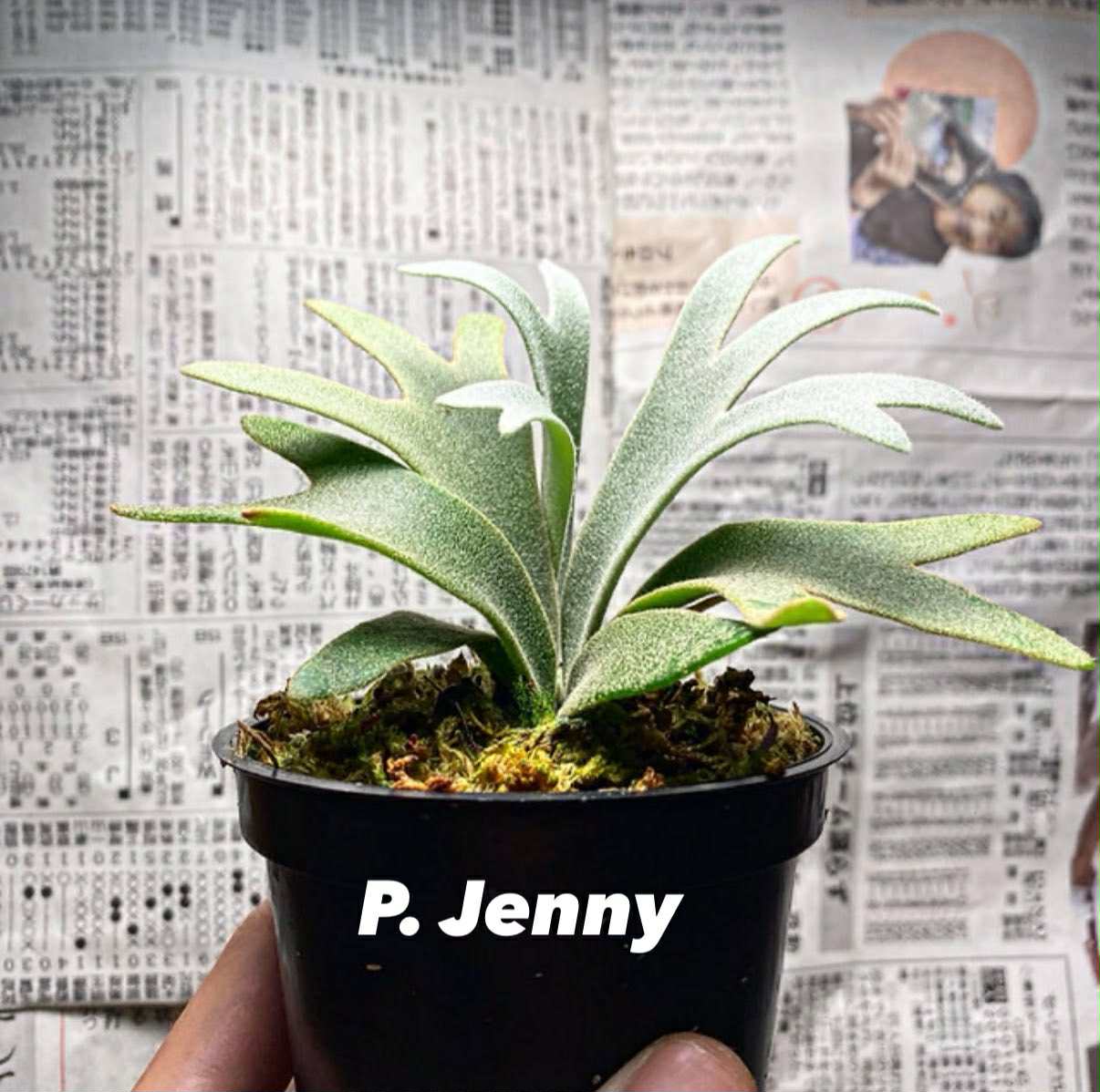 Platycerium willinckii "Jenny" TC