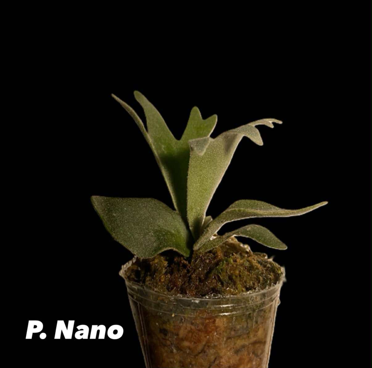 【Nyoqi 3-2】 P. Willinckii Spur(TC) Platycerium willinckii 'Spur' (TC) 骨刺 in 2