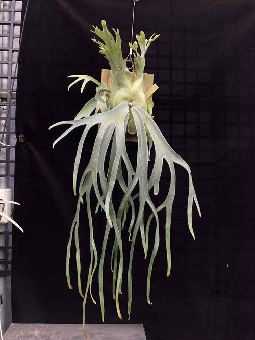 P. willinckii "Bali" PUP