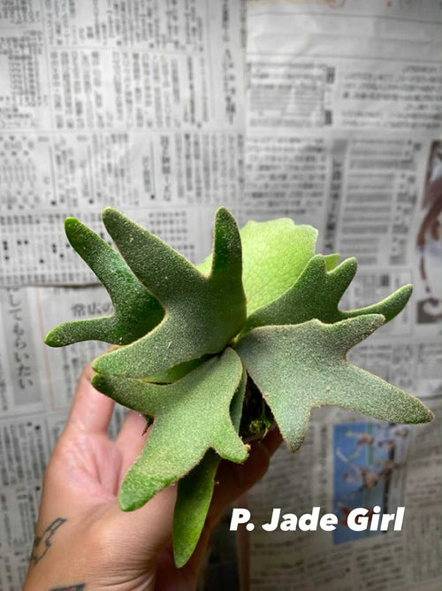 P. willinckii "Jade Girl" TC