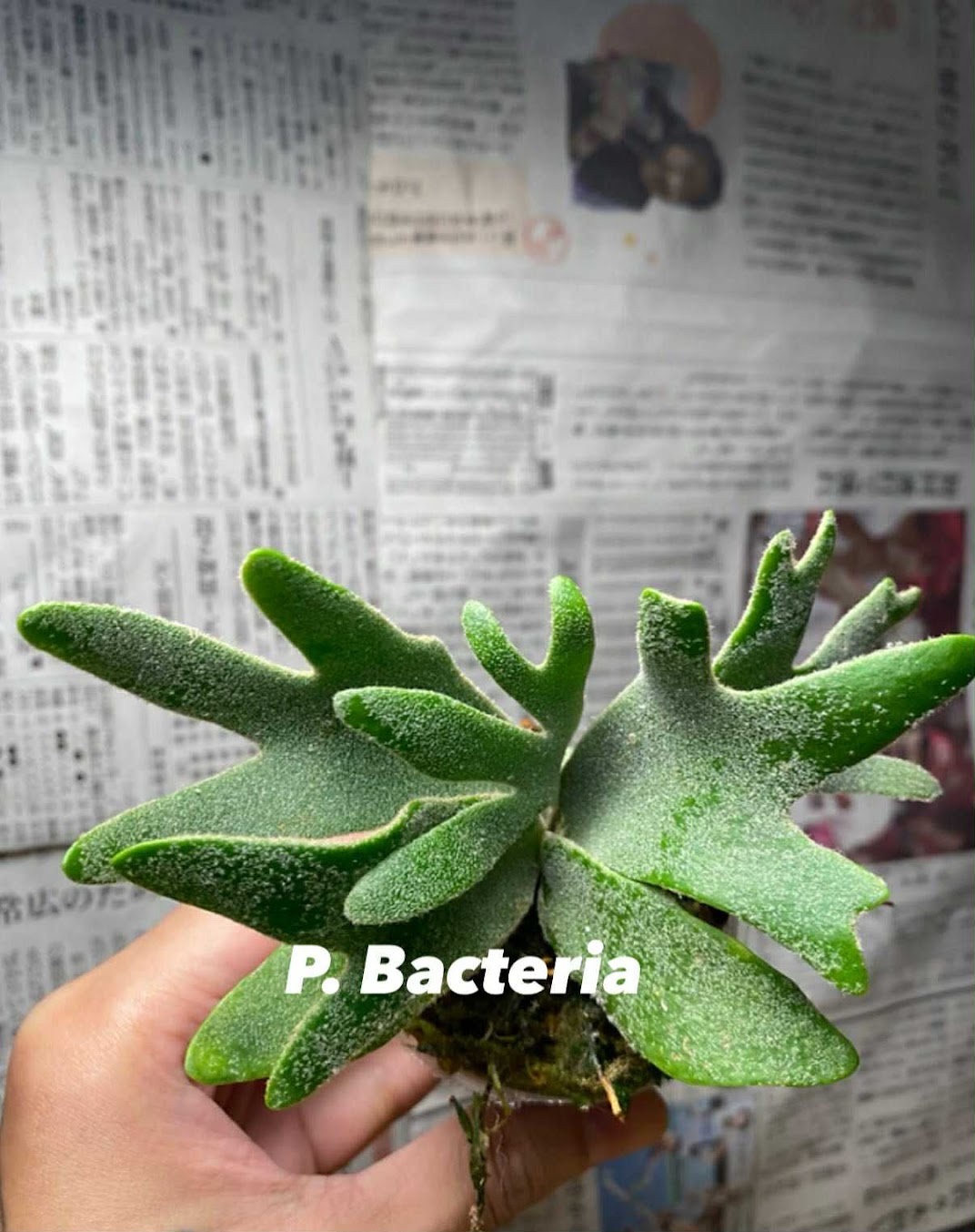 Platycerium willinckii "Bacteria" TC