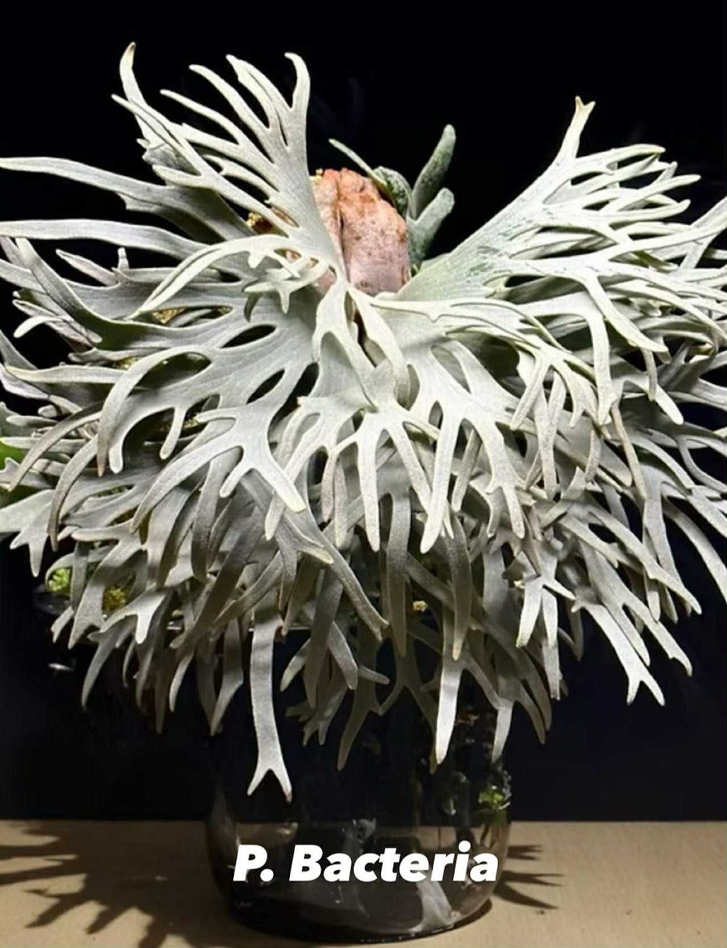 Platycerium willinckii "Bacteria" TC