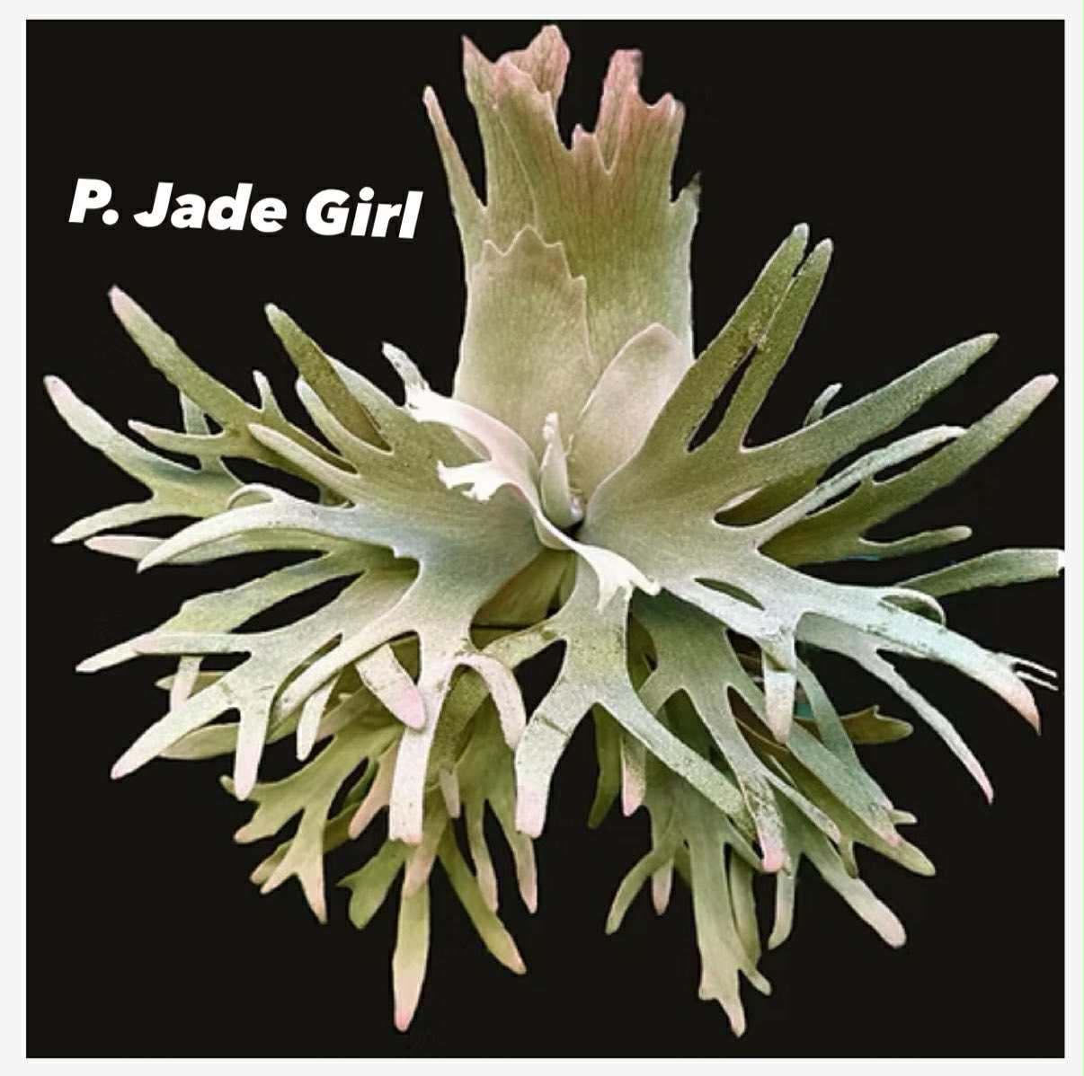 P. willinckii "Jade Girl" TC