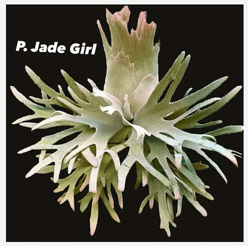 P. willinckii "Jade Girl" TC