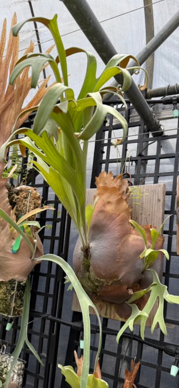 P. bifurcatum "Special Sporeling" PUP