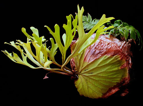 Platycerium willinckii Platycerium willinckii