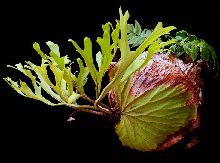P. ridleyii