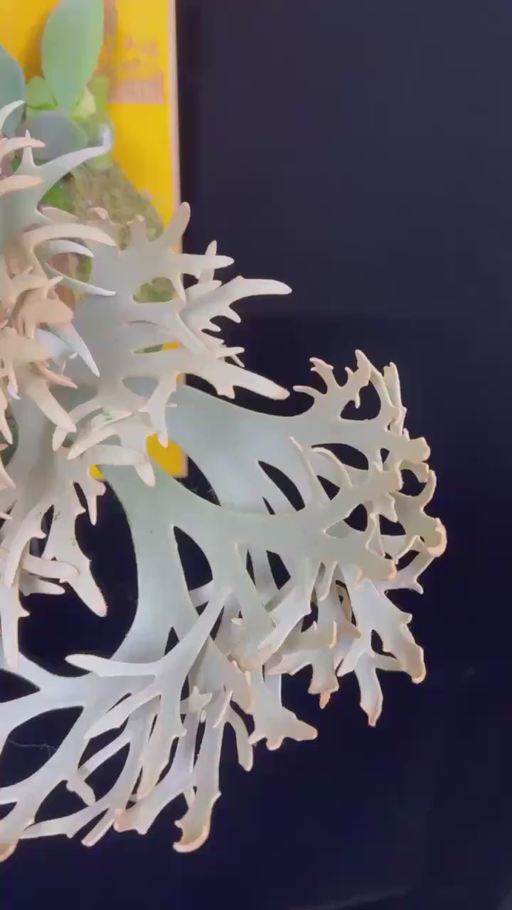 Platycerium willinckii "Jenny" TC